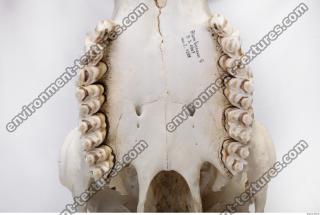 animal skull teeth 0018